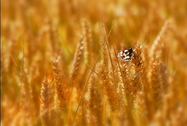 faune 14-07-08 n04bis.jpg - .